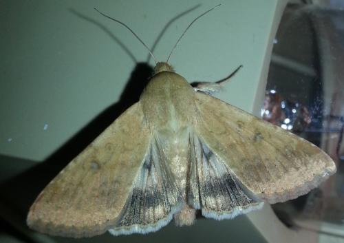 Helicoverpa armigera
