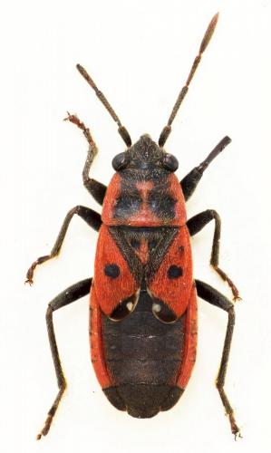 Melanocoryphus tristrami