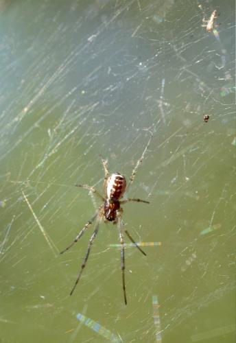Réf. 170 804 : Frontinellina frutetorum