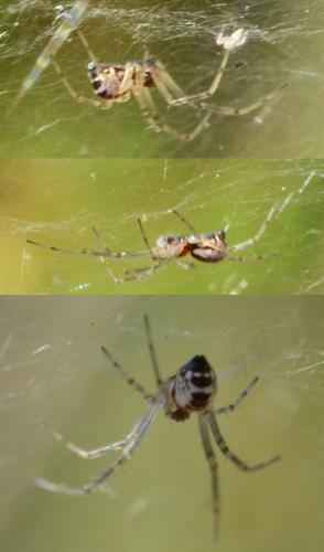 Réf. 170 818 : Frontinellina frutetorum