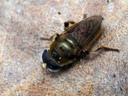 Merodon sp.