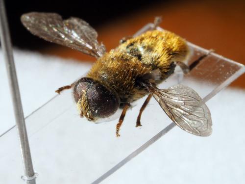 Merodon sp.