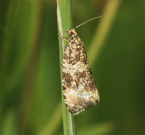 Celypha lacunana