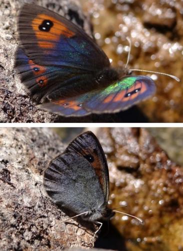 Réf. 170 551 : Erebia rondoui
