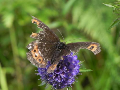 Erebia ligea