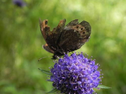 Erebia ligea