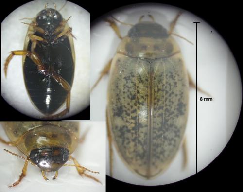 Réf. 170 973 : Agabus nebulosus