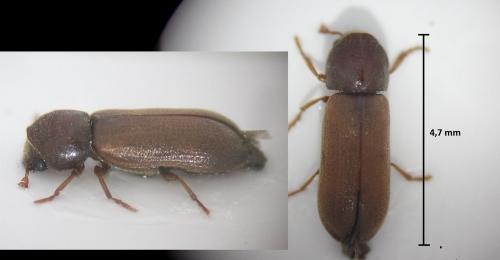 Ptilinus pectinicornis