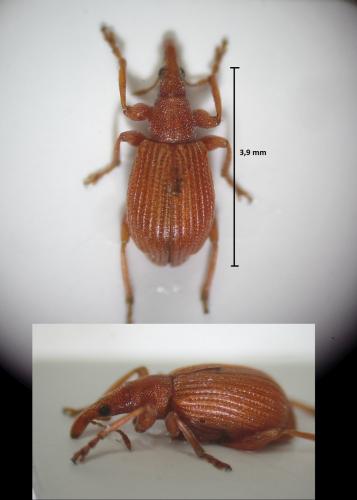 Réf. 170 237 : Apion frumentarium