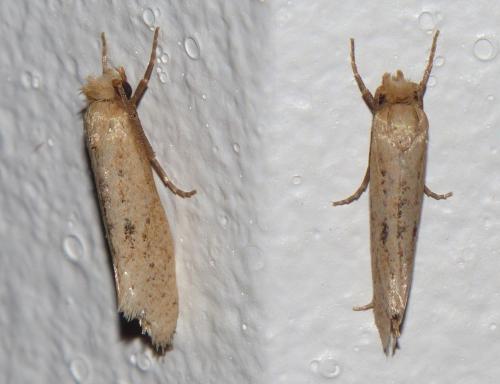 Réf. 170 555 : Myrmecozela ataxella