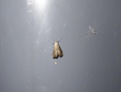 Schrankia costaestrigalis