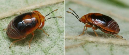 Réf. 170 524 : Geocoris erythrocephalus