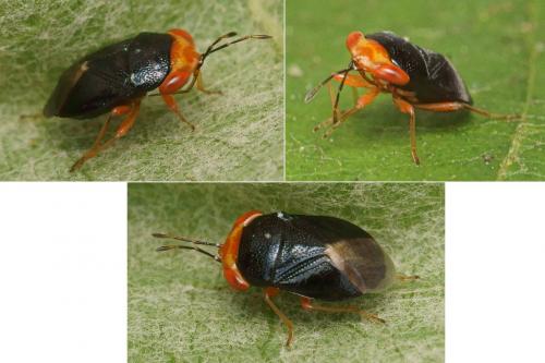 Réf. 170 525 : Geocoris erythrocephalus