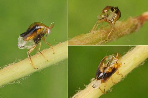 Réf. 170 526 : Geocoris erythrocephalus