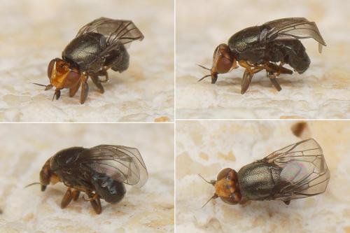 Réf. 170 305 : Camarota curvipennis