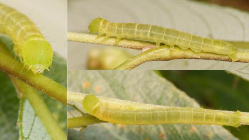 Réf. 170 482 : Scoliopteryx libatrix