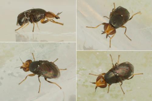 Réf. 170 323 : Camarota curvipennis