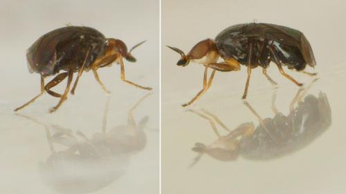 Réf. 170 336 : Camarota curvipennis
