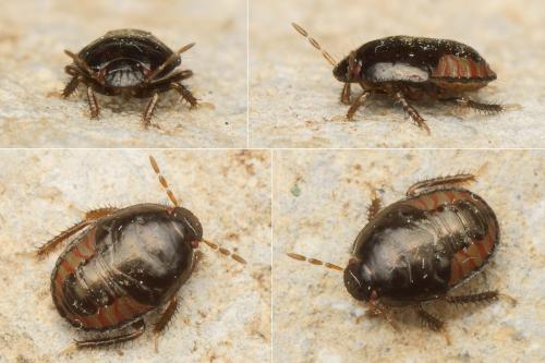 Réf. 170 426 : Macroscytus brunneus