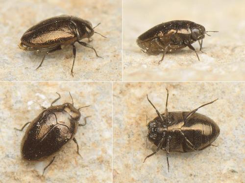 Réf. 170 573 : Trachys sp.
