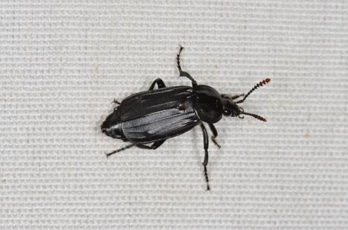 Réf. 170 200 : Necrodes littoralis