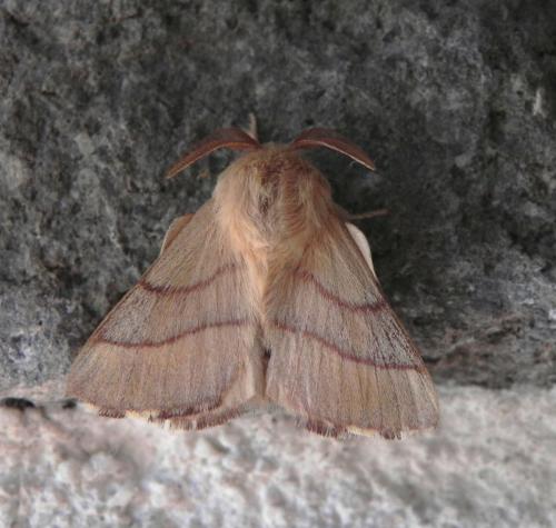 Réf. 170 247 : Malacosoma neustria