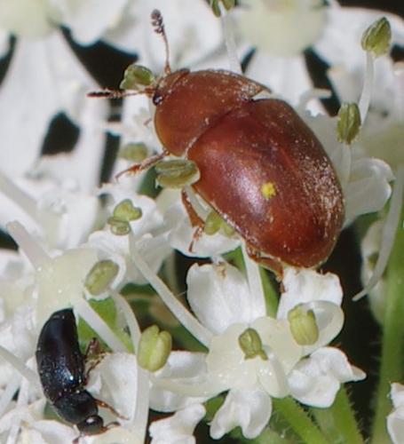 Cychramus luteus