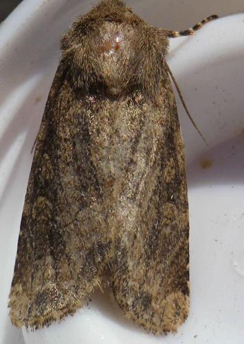 Réf. 170 603 : Luperina testacea