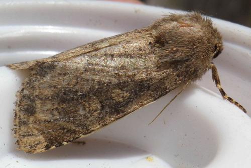 Réf. 170 602 : Luperina testacea