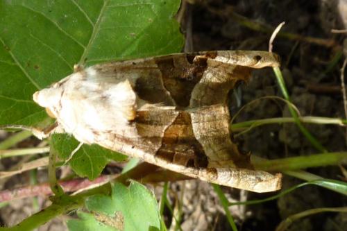 Réf. 170 572 : Phlogophora meticulosa