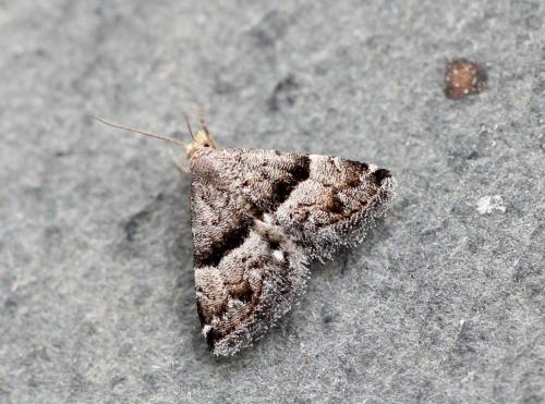 Réf. 170 802 : Odice jucunda