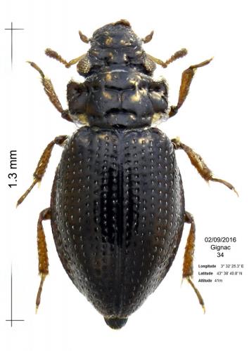 Aulacochthebius exaratus