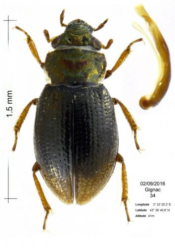 Ochthebius viridescens