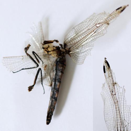 Orthetrum sp.