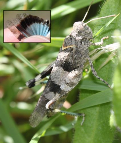 Oedipoda caerulescens caerulescens