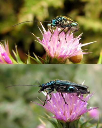 Réf. 170 161 : Oedemera nobilis