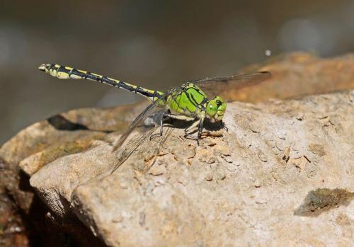 Réf. 170 624 : Ophiogomphus cecilia