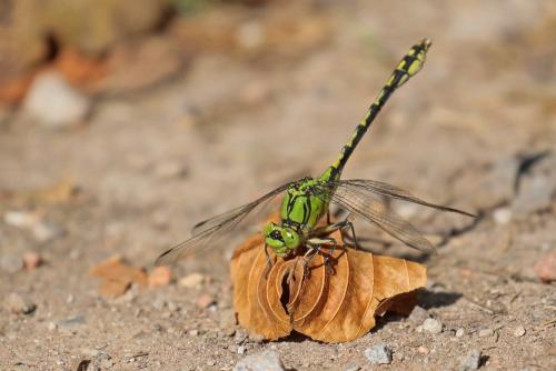 Réf. 170 625 : Ophiogomphus cecilia
