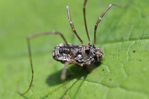 Réf. 170 187 : Platybunus sp.