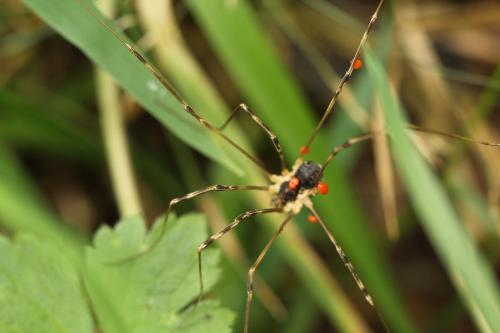 Mitopus morio