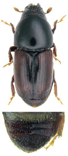 Réf. 170 259 : Scolytus scolytus