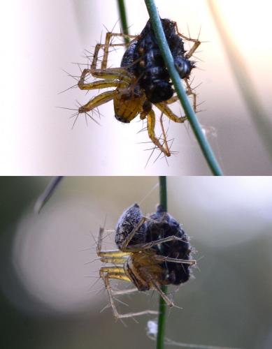 Réf. 170 706 : Oxyopes lineatus