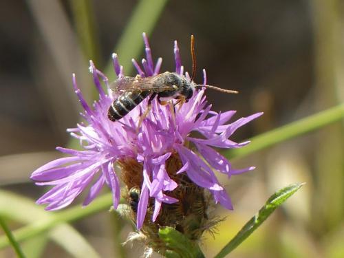 Réf. 170 507 : Halictus sp.