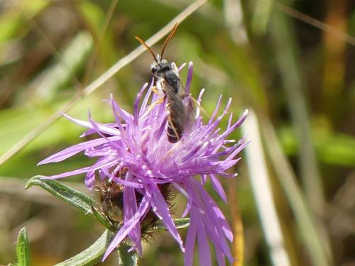 Réf. 170 510 : Halictus sp.