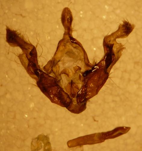 Anarta stigmosa