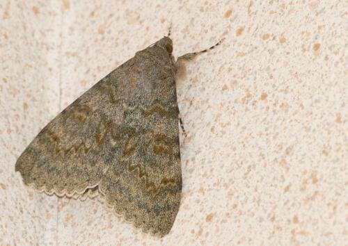 Réf. 170 566 : Catocala elocata