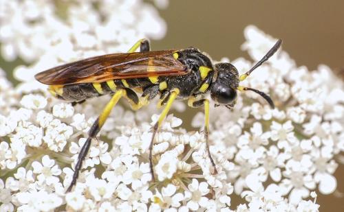 Réf. 170 564 : Tenthredo (marginella-thompsoni)