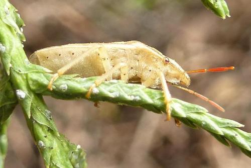 Réf. 170 193 : Aelia acuminata