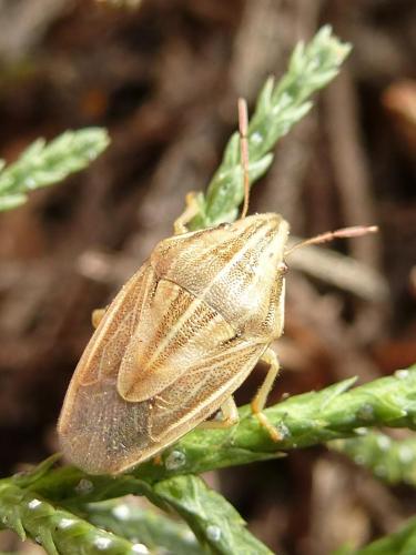 Réf. 170 186 : Aelia acuminata