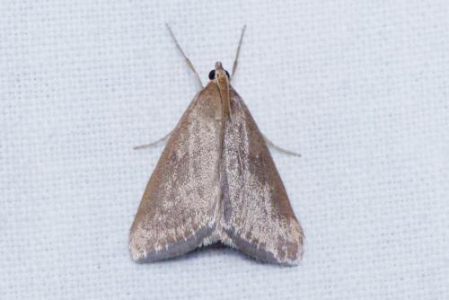 Evergestis mundalis